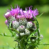 Thistle or Acanthoides buttons. photo
