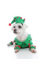 Pet Jester or Christmas Elf photo