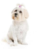 Havanese dog posing
