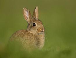 Cute wild rabbit in the meadow photo