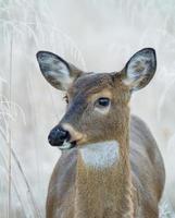 Whitetail Deer in Frosty Field Odocoileus Virginianus photo