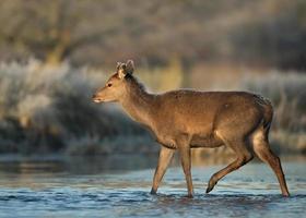 Young red deer crossing the river