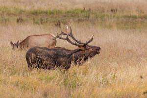Bull Elk Bugling photo