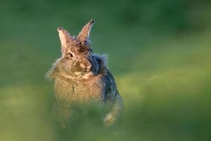 Rabbit in a field of grass photo