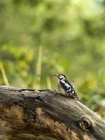 Juvenile Great Spotted Woodpecker (Dendrocopos major)