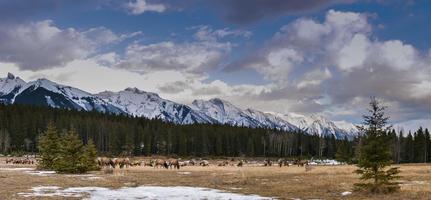 Wild Elk photo
