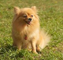 Perro Pomerania maduro sobre hierba foto