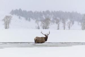 Winter Elk