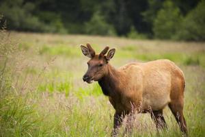 wild elk buck in the tall grass photo
