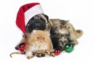 Christmas dog and kittens.