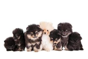 Funny Pomeranian Puppies group