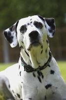 Face of a Dalmatian dog photo