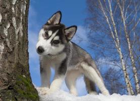 cachorro de husky siberiano foto