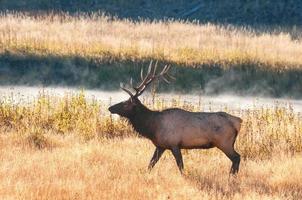 Yellowstone Elk photo