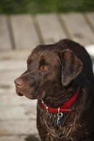 Chocolate Labrador with red collar, wet photo