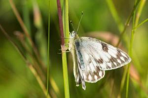 Western White Butterfly photo