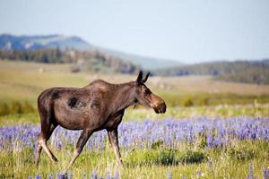 moose on meadow