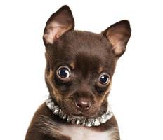 Cute little chihuahua dog photo