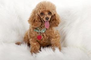 Toy Poodle photo