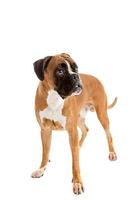 Fawn-colored Boxer photo