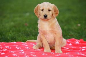 Labradoodle Puppy on Red Blanket photo