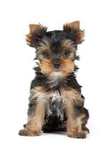 Small Yorkshire Terrier photo