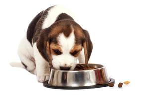 cachorro beagle foto