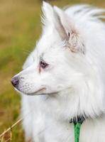 Portrait of a spitz-dog photo