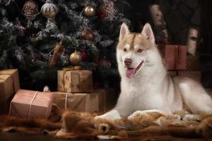Dog breed siberian husky, portrait dog on a studio color photo