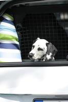 Young dalmatian sitting in car boot