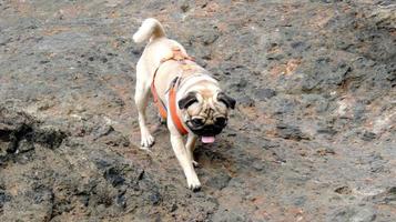 Pug with tongue hanging out photo