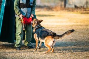 entrenamiento de perro pastor alemán