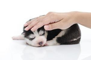 Cute puppy with caressing hand on white