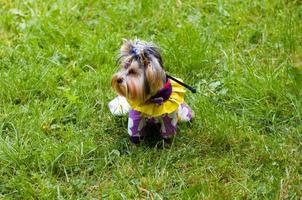 Yorkshire Terrier photo