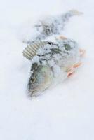 winter catch photo