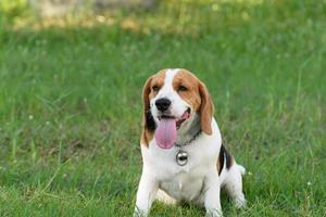 beagle sonriendo foto