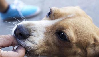 close up beagle dog looking photo