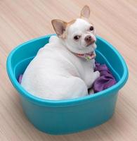 Chihuahua puppy sleep in the bucket photo