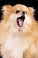 Beautiful Pomeranian mid yawn.