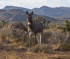 Burros salvajes de Nevada foto
