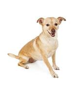 Happy Chihuahua Cross Dog photo