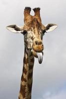 cheeky Giraffe