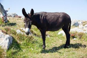 Burro Imágenes, Fotos y Fondos de pantalla para Descargar Gratis Burro Imágenes, Fotos y Fondos de pantalla para Descargar Gratis