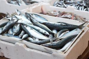 sardinas frescas foto