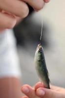Little fish photo