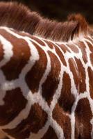Giraffe Neck and Hide Detail