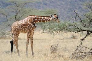 Giraffe photo