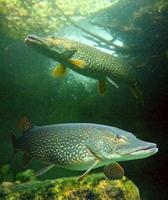 The Northern Pike (Esox lucius).