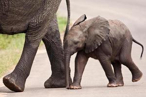 Baby elephant walking besides his mother photo