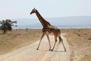 Rothschild Giraffe, Nakuru NP, Kenya photo